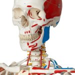 Skeleton Model Sam with Muscles &amp; Ligaments on Hanging Stand - 3B Smart Anatomy