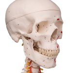 Skelett-Modell "Sam", flexibel mit Muskelbemahlung & Gelenkbänder, hängend - 3B Smart Anatomy