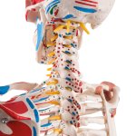 Skelett-Modell "Sam", flexibel mit Muskelbemahlung & Gelenkbänder, hängend - 3B Smart Anatomy