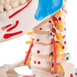 Skelett-Modell "Sam", flexibel mit Muskelbemahlung & Gelenkbänder, hängend - 3B Smart Anatomy
