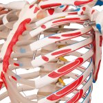 Skelett-Modell "Sam", flexibel mit Muskelbemahlung & Gelenkbänder, hängend - 3B Smart Anatomy