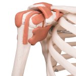 Skelett-Modell "Sam", flexibel mit Muskelbemahlung & Gelenkbänder, hängend - 3B Smart Anatomy