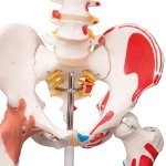 Skelett-Modell "Sam", flexibel mit Muskelbemahlung & Gelenkbänder, hängend - 3B Smart Anatomy