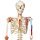 Skelett-Modell "Sam", flexibel mit Muskelbemahlung & Gelenkbänder, hängend - 3B Smart Anatomy