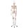Skelett-Modell "Sam", flexibel mit Muskelbemahlung & Gelenkbänder, hängend - 3B Smart Anatomy
