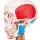 Skelett-Modell "Sam", flexibel mit Muskelbemahlung & Gelenkbänder, hängend - 3B Smart Anatomy