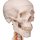 Skelett-Modell "Sam", flexibel mit Muskelbemahlung & Gelenkbänder, hängend - 3B Smart Anatomy