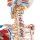 Skelett-Modell "Sam", flexibel mit Muskelbemahlung & Gelenkbänder, hängend - 3B Smart Anatomy
