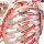 Skelett-Modell "Sam", flexibel mit Muskelbemahlung & Gelenkbänder, hängend - 3B Smart Anatomy