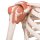 Skelett-Modell "Sam", flexibel mit Muskelbemahlung & Gelenkbänder, hängend - 3B Smart Anatomy