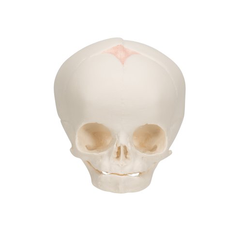 Foetal Skull Model, Natural Cast, 30th Week of Pregnancy - 3B Smart Anatomy