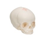 Foetal Skull Model, Natural Cast, 30th Week of Pregnancy - 3B Smart Anatomy