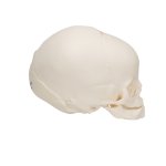 Foetal Skull Model, Natural Cast, 30th Week of Pregnancy - 3B Smart Anatomy