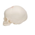 Foetal Skull Model, Natural Cast, 30th Week of Pregnancy - 3B Smart Anatomy