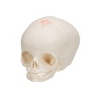 Foetal Skull Model, Natural Cast, 30th Week of Pregnancy - 3B Smart Anatomy