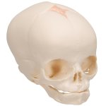 Foetal Skull Model, Natural Cast, 30th Week of Pregnancy - 3B Smart Anatomy