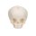 Foetal Skull Model, Natural Cast, 30th Week of Pregnancy - 3B Smart Anatomy