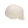 Foetal Skull Model, Natural Cast, 30th Week of Pregnancy - 3B Smart Anatomy