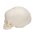 Foetal Skull Model, Natural Cast, 30th Week of Pregnancy - 3B Smart Anatomy