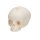 Foetal Skull Model, Natural Cast, 30th Week of Pregnancy - 3B Smart Anatomy