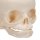 Foetal Skull Model, Natural Cast, 30th Week of Pregnancy - 3B Smart Anatomy