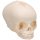 Foetal Skull Model, Natural Cast, 30th Week of Pregnancy - 3B Smart Anatomy