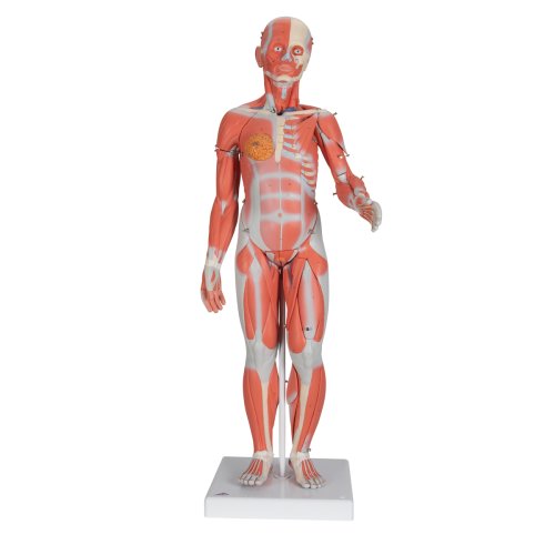 Muskelfigur mit weiblichen & männlichen Geschlechts- und inneren Organen, 33-teilig, 86 cm groß - 3B Smart Anatomy