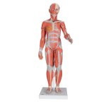 Muskelfigur mit weiblichen &amp; m&auml;nnlichen Geschlechts- und inneren Organen, 33-teilig, 86 cm gro&szlig; - 3B Smart Anatomy
