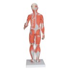 Half Life-Size Complete Human Muscle Model, 33 part - 3B Smart Anatomy