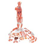 Half Life-Size Complete Human Muscle Model, 33 part - 3B Smart Anatomy