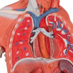 Half Life-Size Complete Human Muscle Model, 33 part - 3B Smart Anatomy