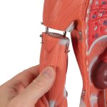 Half Life-Size Complete Human Muscle Model, 33 part - 3B Smart Anatomy