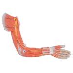 Half Life-Size Complete Human Muscle Model, 33 part - 3B Smart Anatomy