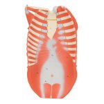 Half Life-Size Complete Human Muscle Model, 33 part - 3B Smart Anatomy