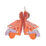 Half Life-Size Complete Human Muscle Model, 33 part - 3B Smart Anatomy