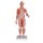 Half Life-Size Complete Human Muscle Model, 33 part - 3B Smart Anatomy