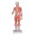 Muskelfigur mit weiblichen & männlichen Geschlechts- und inneren Organen, 33-teilig, 86 cm groß - 3B Smart Anatomy