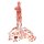 Half Life-Size Complete Human Muscle Model, 33 part - 3B Smart Anatomy