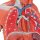 Half Life-Size Complete Human Muscle Model, 33 part - 3B Smart Anatomy