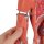 Half Life-Size Complete Human Muscle Model, 33 part - 3B Smart Anatomy