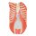Half Life-Size Complete Human Muscle Model, 33 part - 3B Smart Anatomy