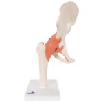 Hip Joint Functional Model with Ligaments  & Marked...