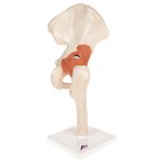 Hip Joint Functional Model with Ligaments  & Marked Cartilage - 3B Smart Anatomy