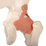 Hip Joint Functional Model with Ligaments  &amp; Marked Cartilage - 3B Smart Anatomy