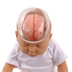 Shaken Baby Syndrome Demonstration Model