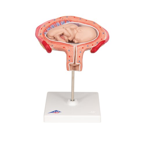 Fetus-Modell in Bauchlage, 4. Monat - 3B Smart Anatomy