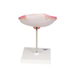 Fetus-Modell in Bauchlage, 4. Monat - 3B Smart Anatomy