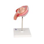 Fetus-Modell in Bauchlage, 4. Monat - 3B Smart Anatomy