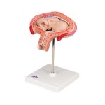 Fetus-Modell in Bauchlage, 4. Monat - 3B Smart Anatomy