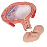 Fetus-Modell in Bauchlage, 4. Monat - 3B Smart Anatomy